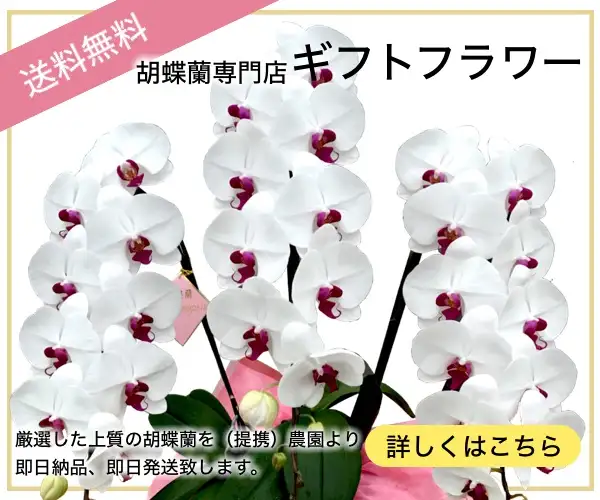 ブランド胡蝶蘭勢揃い・低価格・スピード配送・高い満足度の【胡蝶蘭専門店ギフトフラワー】